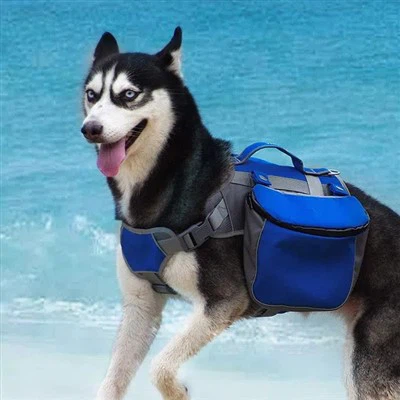 Málaí Iompróir Madraí Kitten